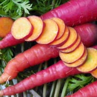 بذور الجزر الارجواني الأحمر