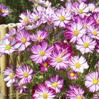 بذور زهرة كوزموس البيضاء بأطراف ارجوانية