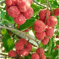 بذور فاكهة تشي