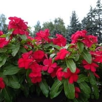 بذور البفتة الحمراء فينكا