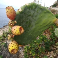 بذور التين الشوكي البرشومي