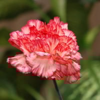 بذور زهرة القرنفل مكس