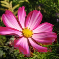 بذور كوزموس سينسيشن الملون