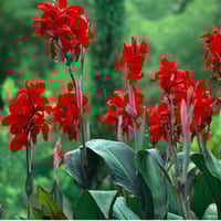 بذور الكنا الحمراء أو القنا الهندي