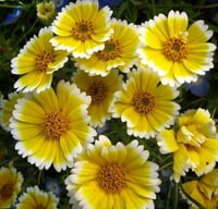 بذور زهرة الشمس الصفراء