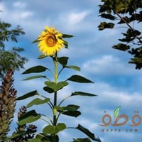 بذور دوار الشمس الحساوي العملاق