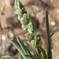 بذور ذنبان الرعوي