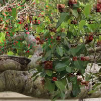 بذور فايكس التسيما الطويلة