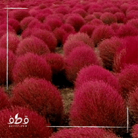 بذور كوكيا كوشيا مكنسة الجنة