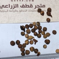 بذور شجرة السرح