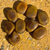 بذور شجرة السرسيديوم