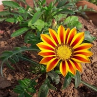 بذور زهرة جازانيا متعددة الألوان