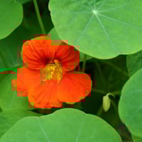 بذور زهرة كابوسين ابو خنجر