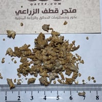 بذور عشبة الضمران البري