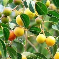 جملة 300 بذرة من شجرة السدر المحلي . النبق