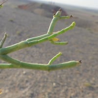 بذور شجرة الغضا