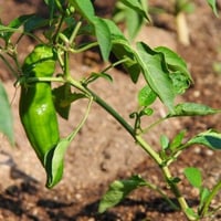 بذور فلفل انهايم ‏