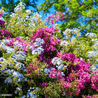 بذور زهرة قبس الحديقة . فلوكس