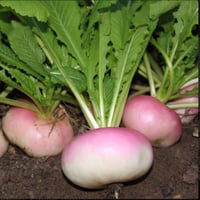 بذور لفت سلجم