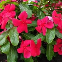 بذور البفتة الحمراء فينكا