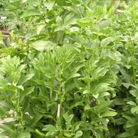 بذور الفول المصري