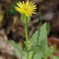 جملة 1000 بذرة من زهرة العضيد البرية أو العضيض