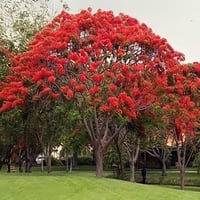 بذور بونسيانا حمراء