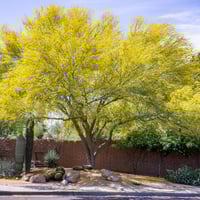 بذور شجرة السرسيديوم