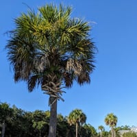 بذور نخيل سابال ذيل الطاؤوس