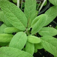 جملة 500 بذرة من الميرامية عريضة الأوراق