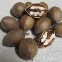 بذور شجرة جوز البيكان