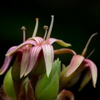 بذور شجرة الكاجو