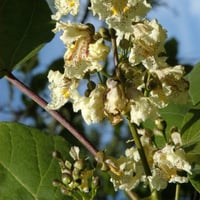 بذور شجرة كاتالبا أوفاتا الصفراء