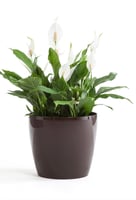 مركن ماغنوليا لماع للنباتات الداخلية بتصميم اوروبي