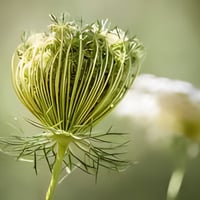 بذور الخلة البرية