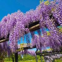 بذور ويستيريا الصينية البنفسجية