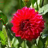 بذور زهور داليا . مكس