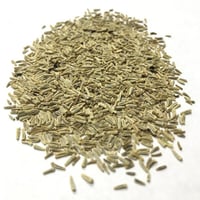 بذور اقحوان شاستا المجنون