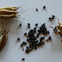 بذور زهرة السماء الزرقاء