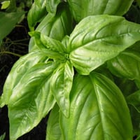 بذور الريحان الايطالي عريض الاوراق عضوي للطعام