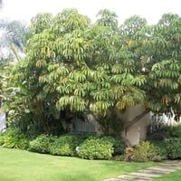 بذور شيفليرا اكتينوفيلا شجرة المظلة