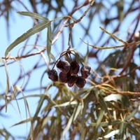 بذور شجرة استركوليا . رجل البطة