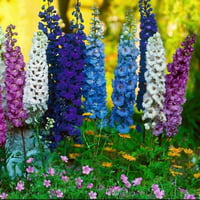 بذور زهرة الدلفينيوم العائق