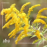 بذور عصا الذهب القضبان الذهبية