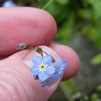 بذور زهرة سيلفاتيكا أذن الفار