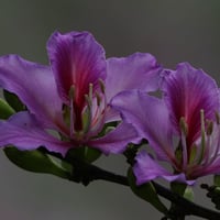 بذور شجرة بوهينيا خف ‫الجمل