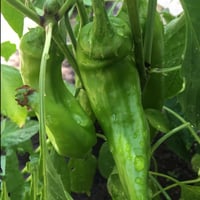 بذور فلفل انهايم ‏