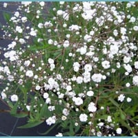 بذور زهرة جيبسوفيلا