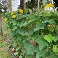 بذور متسلقة اللوف - الليف