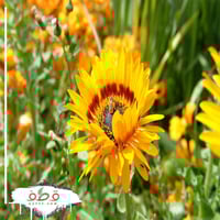 بذور زهرة ملكة الحقل اركتوتس